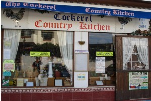 Cockerel-front
